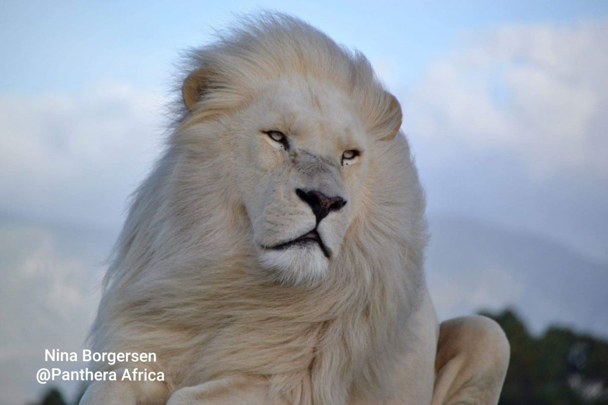 The mythical white lions of South Africa - Wisdom from North