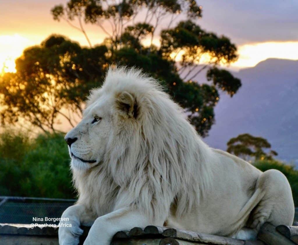 rare white lion